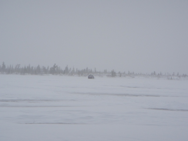 tundra